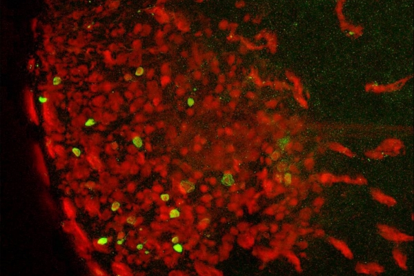 Cellules productrices de NO (en vert) dans l’organe olfactif de la seiche (rouge : alpha-tubuline)