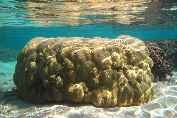 Corail de Porites lutea à la Réunion