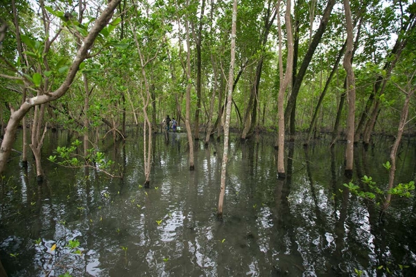 Site de mangrove le plus préservé (Mamangua, baie de Ilha Grande). Les trois sites sont dominés par les espèces Avicennia et Risophora 