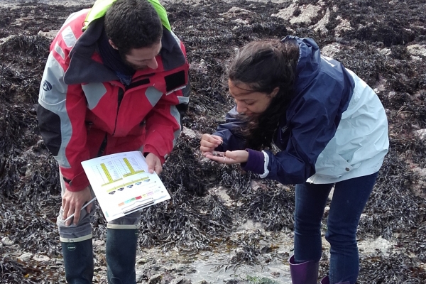 Estran de Dinard, avril 2016 : Ophélie et Tristan identifient les mollusques qu'ils ont repérés dans leur quadrat. © Marine Robuchon