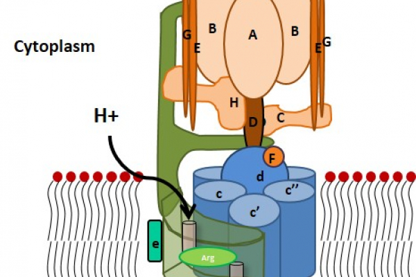 Structure des pompes à protons de type V-ATPase