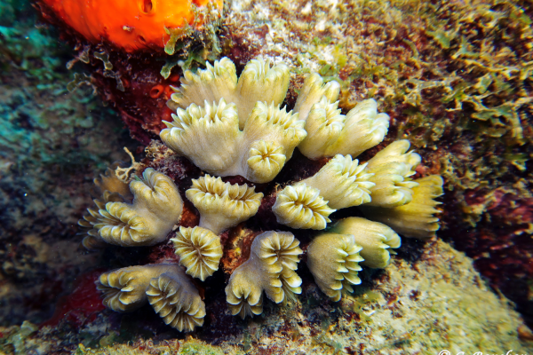 Corail Eusmilia fastigiata. Photo Claude Bouchon