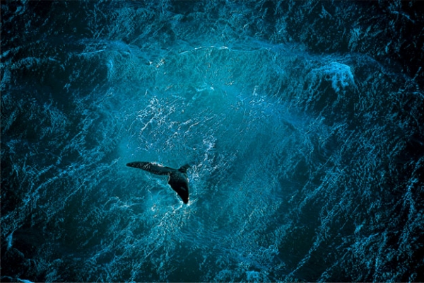 Baleine au large de la péninsule de Valdés, Argentine(42°23’ S - 64°29’ O). © Yann Arthus-Bertrand / Altitude Paris