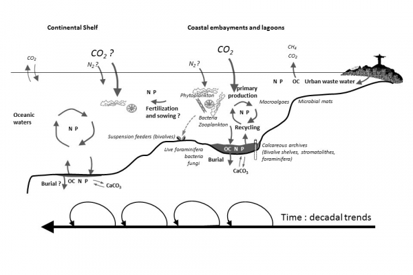 Les mécanismes de propagation de l’eutrophisation à l’interface Terre-Mer en région tropicale et les interactions entre les cycles biogéochimiques du Carbone, de l’Azote et du Phosphore et les organismes à la base du réseau trophique - G. Abril