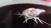 Vue de face de la crevette hydrothermale rimicaris exoculata