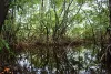 Mangrove d’estuaires, Guyane © Sophie Gonzalez/IRD