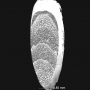 Coquille d'embryon de Sepia officinalis