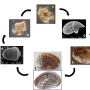 Fig1: life cycle of the european abalone Haliotis tuberculata. Photos S. Auzoux Bordenave