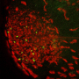 Cellules productrices de NO (en vert) dans l’organe olfactif de la seiche (rouge : alpha-tubuline)