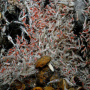 Essaims de crevettes hydrothermales Rimicaris (juvéniles et adultes) sur le site Logatchev Copyright Ifremer / Serpentine 2007