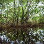 Mangrove d’estuaires, Guyane © Sophie Gonzalez/IRD